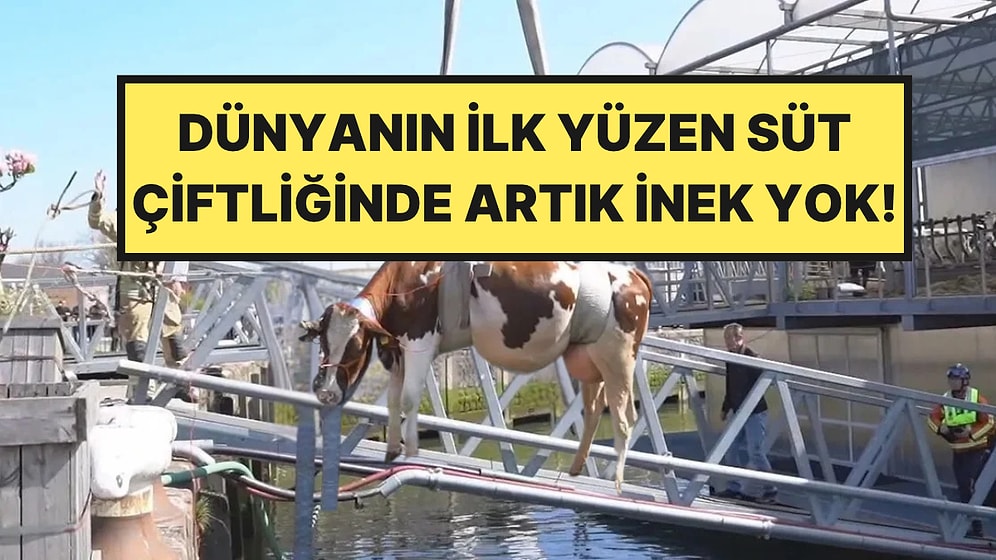 Dünyanın İlk Yüzen Süt Çiftliğinde Beklenmedik Son: Artık İnek Yok