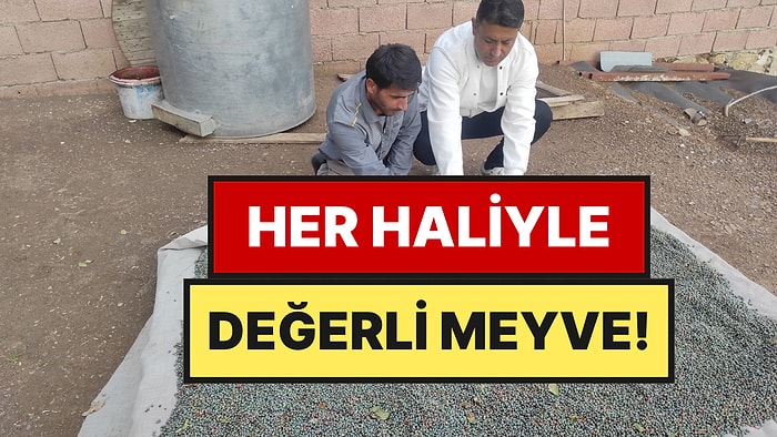 Doğada Kendiliğinden Yetişiyor: Kahvesi Yapılıyor, Çerezi Yeniyor, Sabunu Satılıyor