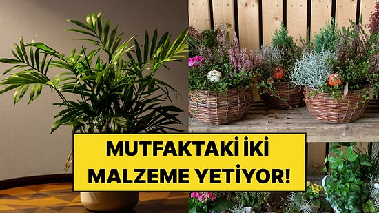 Çiçekleri Canlandırdığı Söylenen Yöntem Herkesin Dilinde: Küsen Çiçekleri Bile Toparlıyor