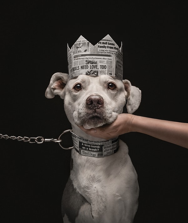 Sevilen ve Nefret Edilen: Yılın Köpek Fotoğrafı