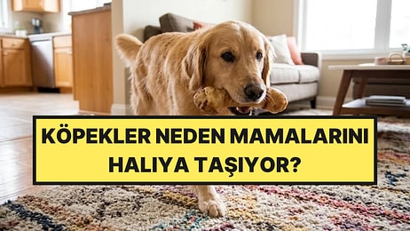 Köpeğinizin Mamasını Halıya Taşıması Aslında Ne Anlama Geliyor?