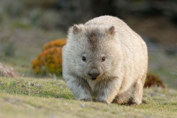 Wombats, which can grow to about a metre long and weigh around 30 kg, leave their droppings on strategically chosen high spots to communicate and mark their territory.