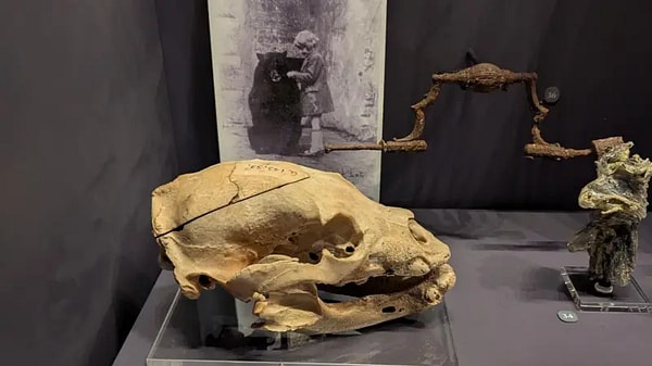 Winnie 1934'te 20 yaşında öldü ve kafatası bugün Hunterian Müzesi'nde sergileniyor.