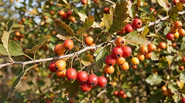 Hawthorn may help lower blood pressure and cholesterol.