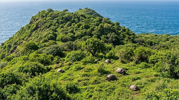 The goats were completely eradicated in 1999, and the island’s vegetation quickly recovered.
