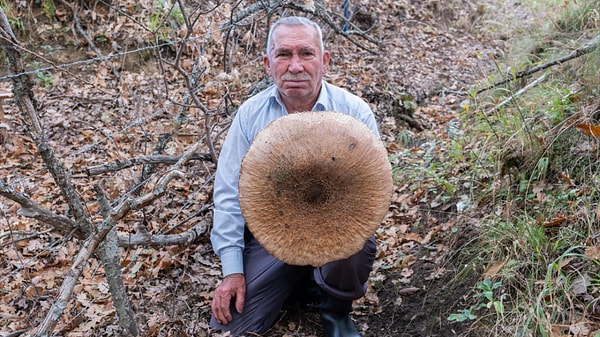 Çayır mantarı toplamaya çıktığı ormanda karşısına dev bir şemsiye mantarı çıktı