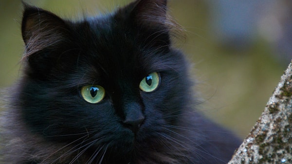 Siyah Kedi Günü Neden Kutlanıyor?