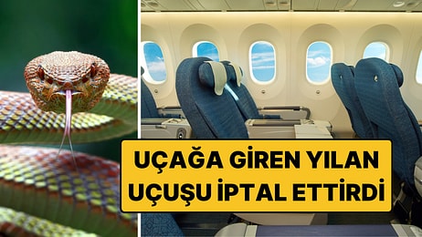 Japonya'da Uçakta Yılan Görüldü, Uçuş İptal Edildi: Ertesi Gün Halının Altından Çıktı