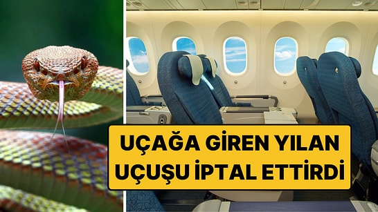 Japonya'da Uçakta Yılan Görüldü, Uçuş İptal Edildi: Ertesi Gün Halının Altından Çıktı