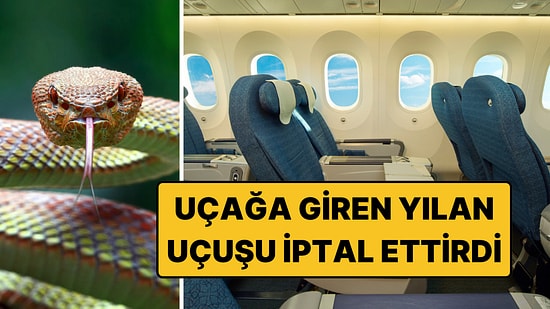 Japonya'da Uçakta Yılan Görüldü, Uçuş İptal Edildi: Ertesi Gün Halının Altından Çıktı