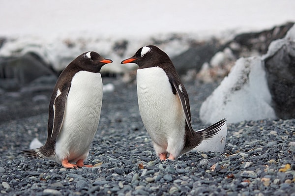 Some flightless birds turned their wings into tools for life in the water.