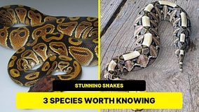 Boa, Python and Viper: Three Snakes With Striking Patterns