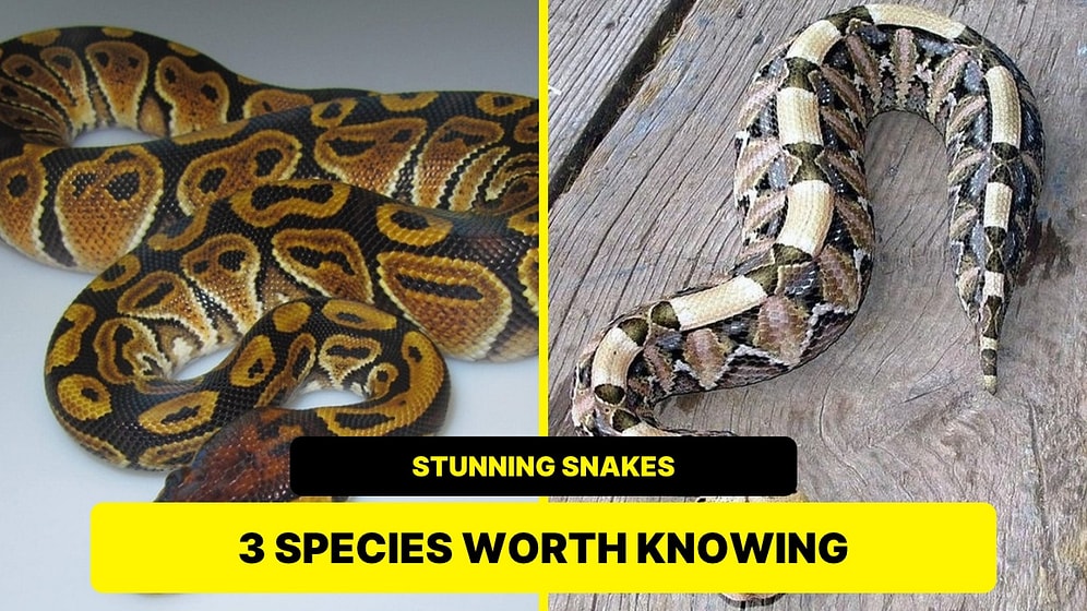 Boa, Python and Viper: Three Snakes With Striking Patterns