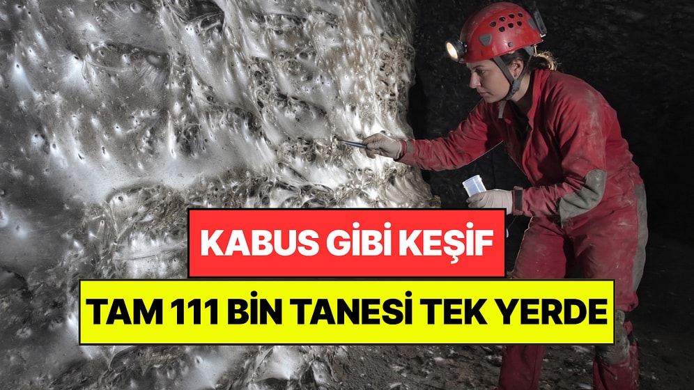 Herkesin Kabusu O Mağarada Gizliymiş: Tam 111 Bin Örümcek Aynı Yerde Yaşıyor