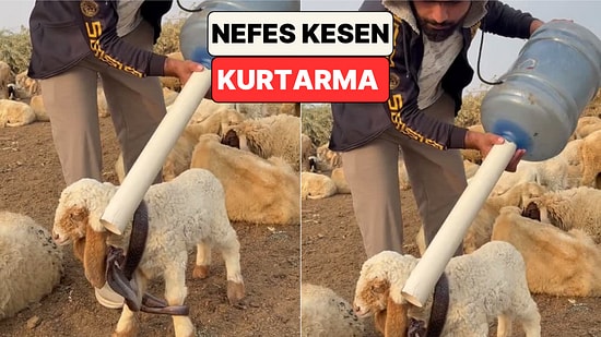 Bir Çoban Kuzunun Gövdesine Dolanan Yılanı Damacanaya Bağlı Boruyla Kurtardı