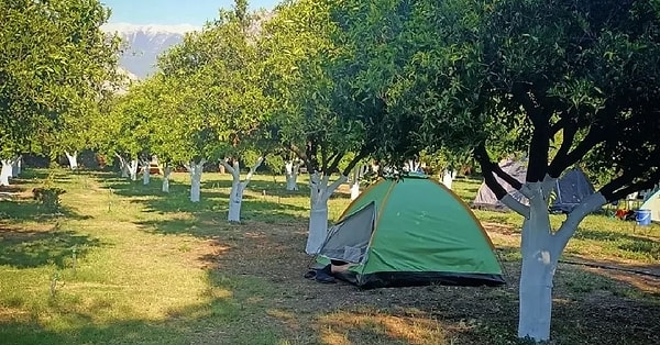 8. Çekirdeksiz Mandalin Camping