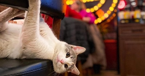 5. The Irıs Pub CMK