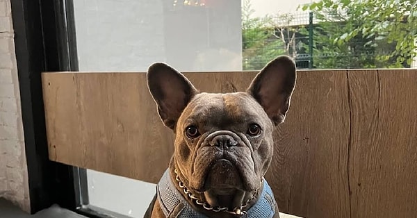 7. Jack’s Dog Coffee