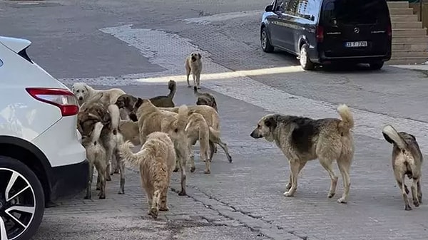 AK Parti'nin sokak hayvanlarına yönelik kanun teklifi hazırlıklarında sona gelindi. Teklife göre, sokak hayvanları için İngiltere modeline benzer bir yöntem hayata geçirilecek. Sokak köpekleri önce sahiplendirilmeye çalışılacak. Bunun için 30 gün süre tanınacak. Bu süre zarfında sahiplenilmeyen köpekler itlaf edilecek.