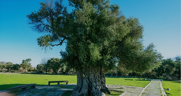 2. Ağaçlar ile Annelik arasındaki ebedi bağ